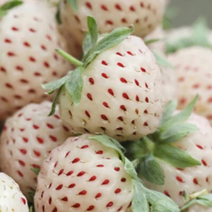 Fruit Plants, White Strawberry 'Pineberry', 6 x 9cm Pots, Edible Berries - Picture 1 of 3