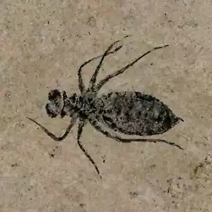 Larve di libellula fossile 0,8" Libellula Doris piatto Miocene superiore Piemonte Italia - Foto 1 di 7