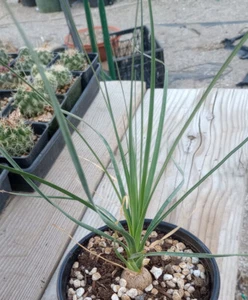 Beaucarnea Stricta Much More Hardy Than Recurvata 33 - Picture 1 of 2