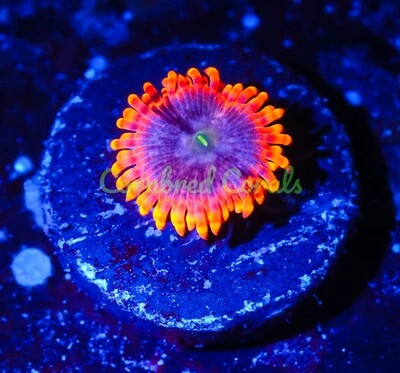 Cornbred's Mystique Paly - Frag - CORAL VIVO Foto 1 de 2