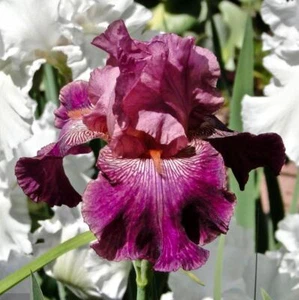 Autumn Rose Bearded Iris Bulb - Deep Magenta Petals - Blue Buddha Farm - Picture 1 of 4