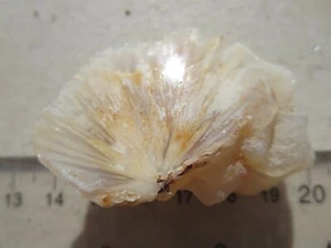 401 SAGENITE AGATE SPECIMEN, NIPOMO, CA. FACE POLISHED, EX OLD ROCK SHOP - Picture 1 of 4