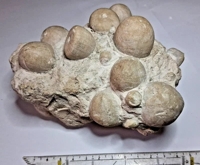 schöne Stufe Seeigel aus einer Düngekalkgrube bei Wüllen / Ahaus - Kreidezeit - Bild 1 von 4