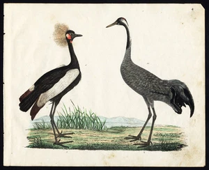 Rare Antique Bird Print-CRESTED CRANE-COMMON CRANE-Strack-1819 - Picture 1 of 1