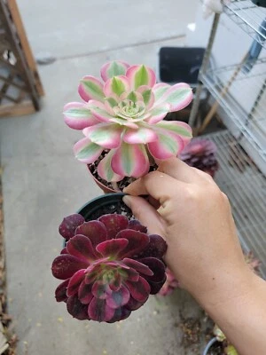 Imported (1pc) medusa and (1 pc) pink witch succulent - Image 1 of 3