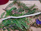 Blackthorn Wood Wand Protection Purification And Cursing Pagan Wicca 32Cm X