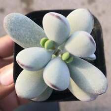 Cotyledon Orbiculata CV. Succulent Plant Rooted in 2