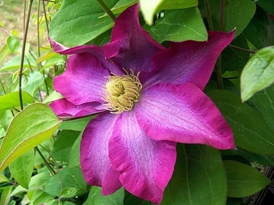 Clematis Pink Champagne - Planta viva en maceta de 4 pulgadas - Planta de inicio Foto 1 de 4