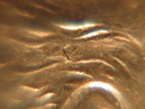 1964 D Roosevelt Dime with Obverse Lamination Error - Picture 1 of 11