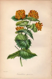 Paxton 1841 Antique hand-colored botanical print: Gastrolobium spinosum, flower - Picture 1 of 2