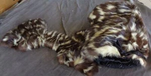 Vintage Authentic Spotted Skunk Fur Muff & Collar Set - GORGEOUS - VGC - UNIQUE - Picture 1 of 12
