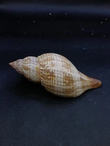 Fasciolaria tulipa tulip whelk operculum seashell marine collectors. #13225 - Picture 1 of 5