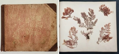 1883 antique SEAWEED pressed ALBUM monterey ca EUGENIE PHILLIPS specimen book - Image 1 of 4