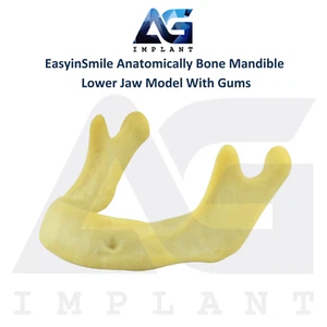 Dental Anatomically B0ne Mandible Lower Jaw Model Without Gums Silicone Rubber - Picture 1 of 4