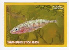 National Geographic Animal & Birds Card. Three-spined Stickleback