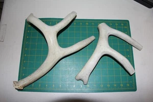 2 Jumbo Branched Deer Antler Dog Chew set #3 / bone chews elk treats deer 1102 - Picture 1 of 2
