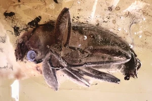 Large DARKLING BEETLE  Tenebrionidae STENOMAX Fossil BALTIC AMBER + HQ P 250811 - Picture 1 of 7