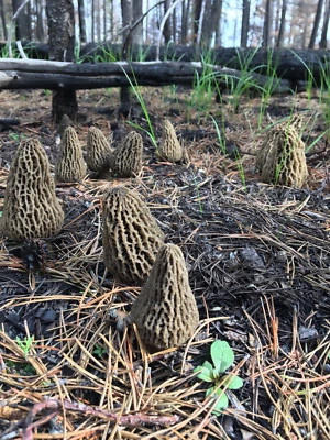 JUMBO WILD Morel Mushrooms, Whole (Dried) - Full 1 Pound - Image 1 of 4