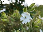 10 Samen Silene latifolia - Weiße Lichtnelke - White Campion 2023