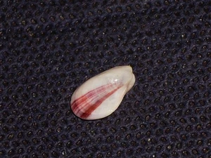 MODIOLUS ADRIATICUS UNIQUE PATTERN - Imagen 1 de 2