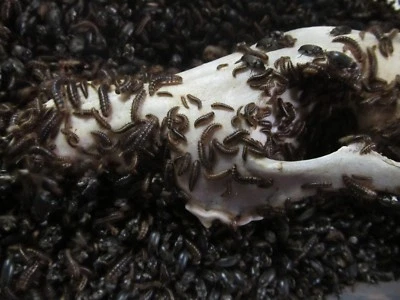 1.500+ escarabajos y larvas dermestidos - limpios, vivos, saludables - camina de nuevo Taxidermy® Foto 1 de 2