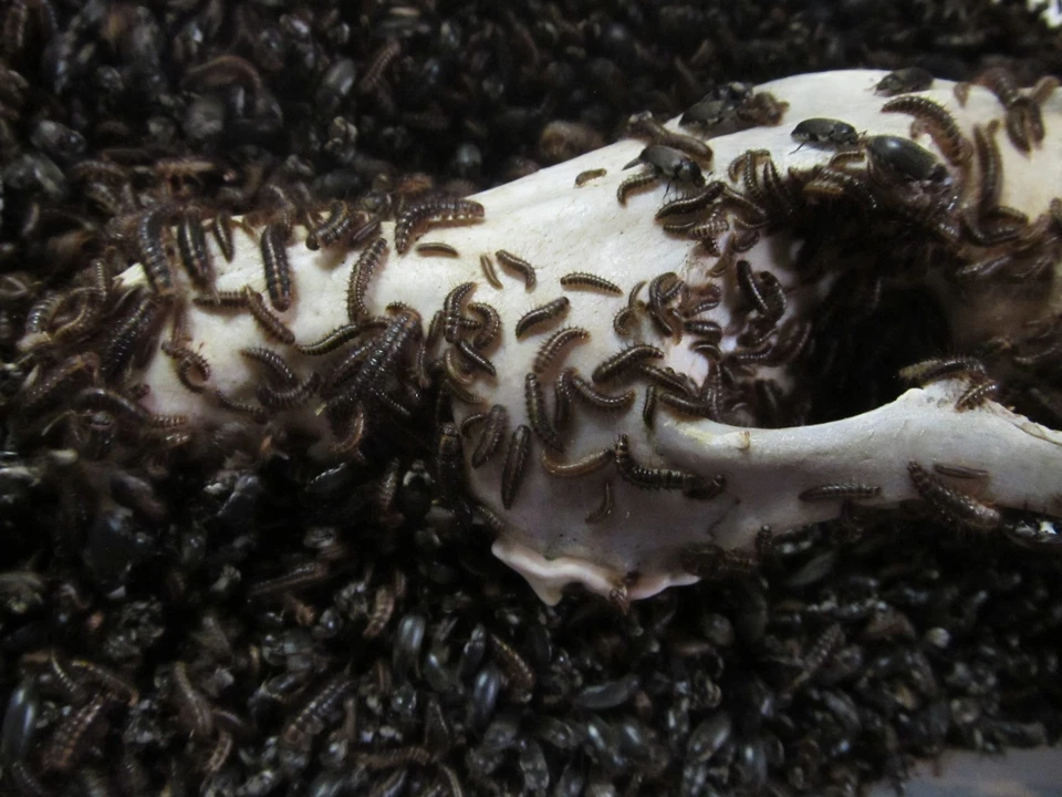 WALKSAGAINTAXIDERMY 1,500+ Dermestid Beetles & Larvae-Clean, Live, Healthy - Walks Again Taxidermy®