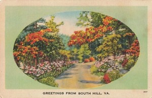Postcard Road Flowers Trees Greetings South Hill Virginia VA