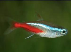NEON TETRA (PARACHEIRODON INNESI) 12 Pack LIVE FISH - Picture 1 of 1