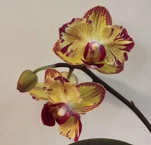 Taiwan Orchidee Phalaenopsis FM1677 peloric - Bild 1 von 3