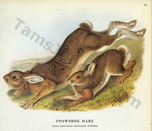 John James & John Woodhouse Audubon 1968 raquetas de nieve liebre libro página arte (1412) - Imagen 1 de 1