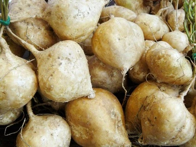 Jicama Seeds, True, Mexican Yam Bean, NON-GMO, Mexican Heirloom, FREE SHIPPING - Image 1 of 2