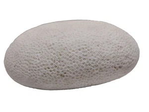 Large Dried Oval Natural Sea  Sponge Specimen  7.5" X5.5" Collectible Decor - Picture 1 of 11