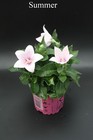Platycodon grandiflorus Astra Pink Balloon flower 10.5cm Pot Fully Tracked Posta