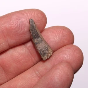 T.rex T-rex Tooth Shard Dinosaur Fossil Specimen - Hell Creek Formation - Picture 1 of 9