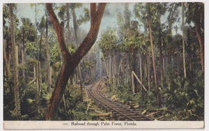 FLORIDA SCHMALSPUREISENBAHN DURCH EINEN PALMENWALD ERSCHIENEN UM 1910 - Bild 1 von 2