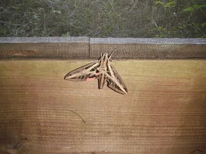 does not exist - Picture 1 of 1