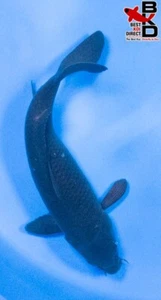12" KARASU (FEMALE) Live Koi Fish Garden Pond B2 - Picture 1 of 4