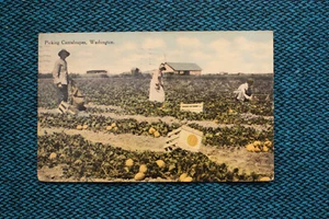 Picking Cantaloupes, Washington - Picture 1 of 2