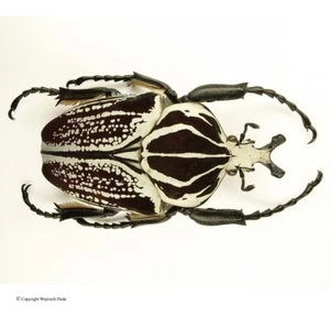 Goliatus goliatus albatus 2, bellissimo! Enorme! 96 mm, A1/A- - Foto 1 di 1