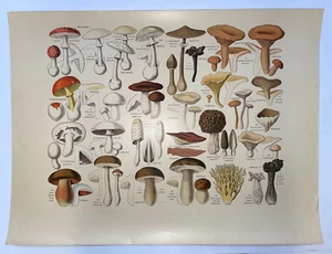 CHAMPIGNONS COMESTIBLES & VENENEUX 1890 D'APREVAL AFFICHE ORIGINALE DRAEGER - Foto 1 di 11