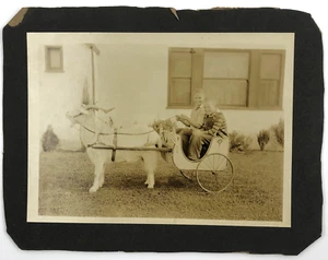 vintage Early 1900s Photo of Two Boys in a Goat Cart with US Flags 6 3/8 x 8 1/2 - Picture 1 of 3
