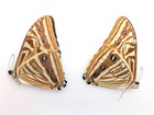 Morpho Zephyritis Butterfly Papered Specimen Set, Taxidermy