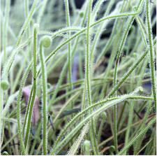 CARNIVOROUS SUNDEW PLANT Threadleaf Sundew - Drosera tracy unique bog