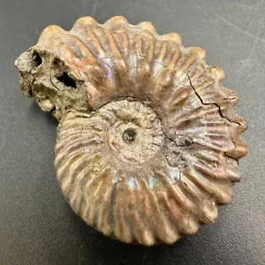 Fossil ammonite – Otohoplites raulinianus – France – Lower Cretaceous specimen - Foto 1 di 4