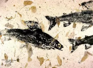 Arktische Äsche GYOTAKU Fisch Reiben 8,5 x 11 Cottage Kunstdruck von Barry Singer - Bild 1 von 2