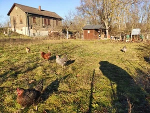 Sehr Frische Eier Grünland Araucana Vorwerk Maran Australorp 14 Hühner🥚🐤hatch - Bild 1 von 12