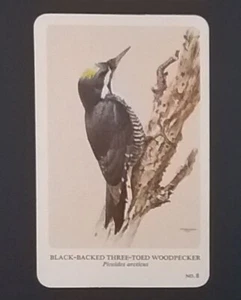 General Cigar Company Trading Card - No. 8 Black-Backed Three-Toed Woodpecker 4 - Bild 1 von 2