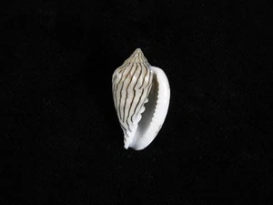 Sea Shell Glabella bellii 24.4mm ID#9408 - Picture 1 of 2