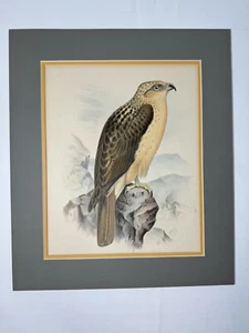 Wilson & Evans Hawaii - Hawaiian Hawk Buteo Solitarius Antique Hand Colored - Picture 1 of 15