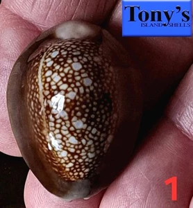 Cypraea caputophidii #1 33,5 mm GRANDE GEMMA! SPLENDIDA BELLEZZA dalle Hawaii - Foto 1 di 6